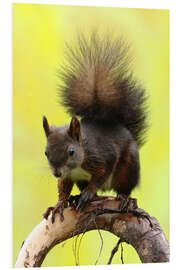 Foam board print Squirrel on a branch