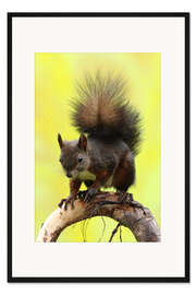 Gerahmter Kunstdruck Eichhörnchen auf einem Ast