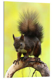 Gallery print Squirrel on a branch