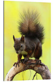 Magnettafel Eichhörnchen auf einem Ast