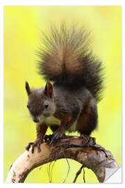 Vinilo para la pared Squirrel on a branch