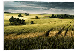 Aluminium print Field in summer, Germany