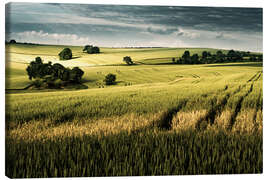 Canvastavla Field in summer, Germany