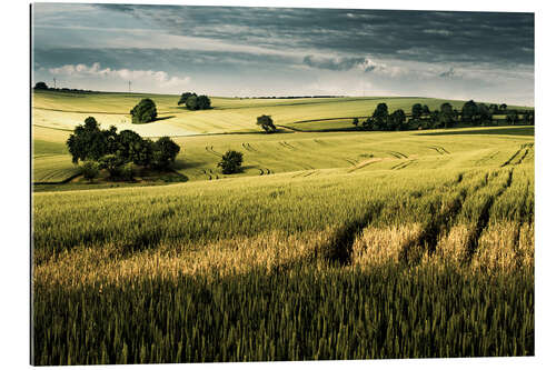 Gallery Print Feld im Sommer, Deutschland