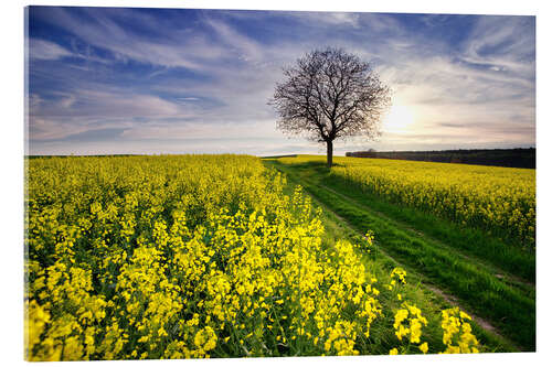 Quadro em acrílico Rapsfeld in the spring, Germany