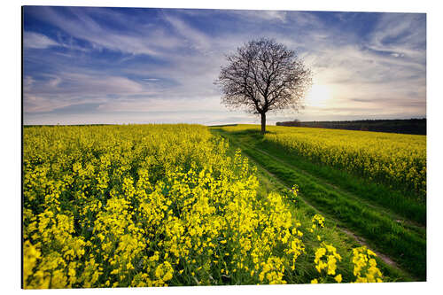 Aluminium print Rapsfeld in the spring, Germany