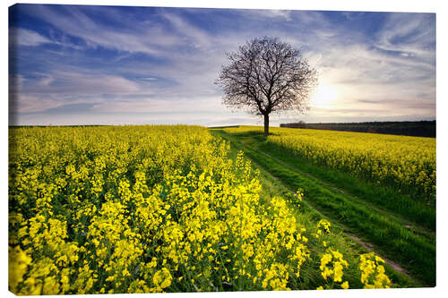 Canvas-taulu Rapsfeld in the spring, Germany