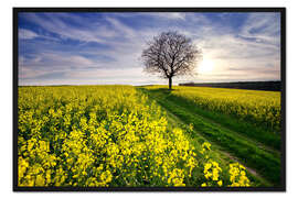Gerahmter Kunstdruck Rapsfeld im Frühling, Deutschland