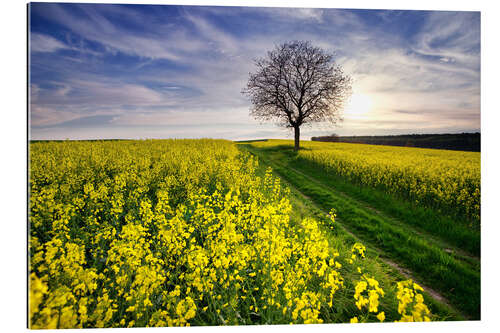 Gallery print Rapsfeld in the spring, Germany