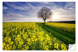 Muursticker Rapsfeld in the spring, Germany