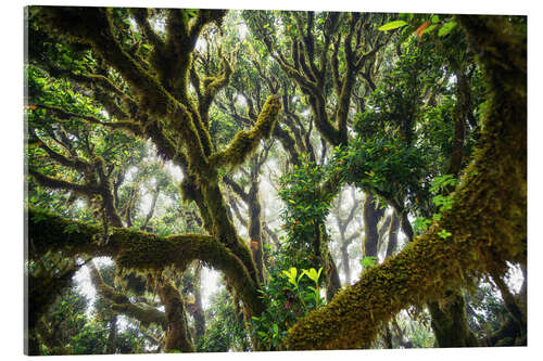 Akrylbilde Old virgin forest, laurel, Madeira