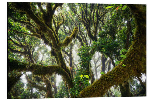 Aluminiumtavla Old virgin forest, laurel, Madeira