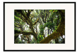 Gerahmter Kunstdruck Alter Urwald, Lorbeer, Madeira