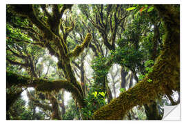 Selvklæbende plakat Old virgin forest, laurel, Madeira