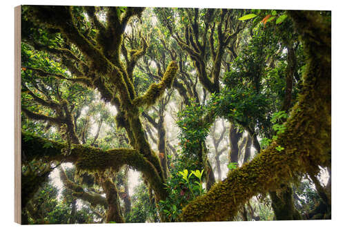 Wood print Old virgin forest, laurel, Madeira