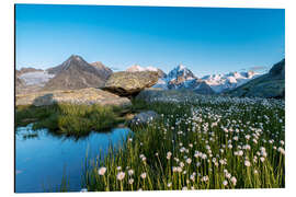 Alubild Blüte von Baumwollgras zu Füßen von Piz Bernina, Schweiz