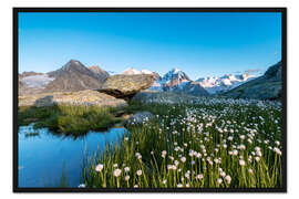 Gerahmter Kunstdruck Blüte von Baumwollgras zu Füßen von Piz Bernina, Schweiz