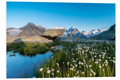 Print på skumplade Blooming of cotton grass at feet of Piz Bernina, Switzerland