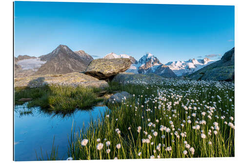 Gallery Print Blüte von Baumwollgras zu Füßen von Piz Bernina, Schweiz