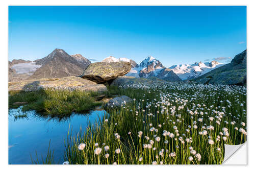 Vinilo para la pared Blooming of cotton grass at feet of Piz Bernina, Switzerland