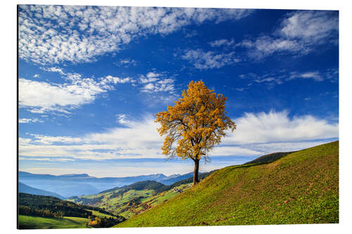 Alubild Isolierte Baum im Herbst, Funes Valley, Südtirol, Italien