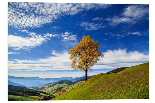 Foam board print Isolated tree in autumn, Funes Valley, South Tyrol, Italy