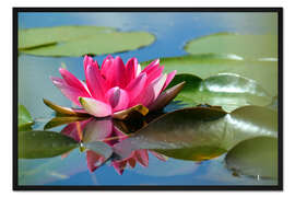 Gerahmter Kunstdruck Seerose mit Spiegelung