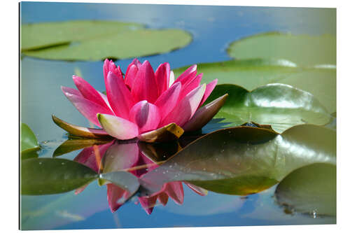 Galleritryk Water lily with reflection