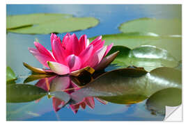 Selvklæbende plakat Water lily with reflection