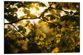 Aluminium print Sunlight beams through the foliage in autumn