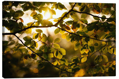 Stampa su tela Sunlight beams through the foliage in autumn