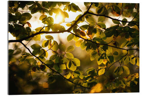 Galleriprint Sunlight beams through the foliage in autumn