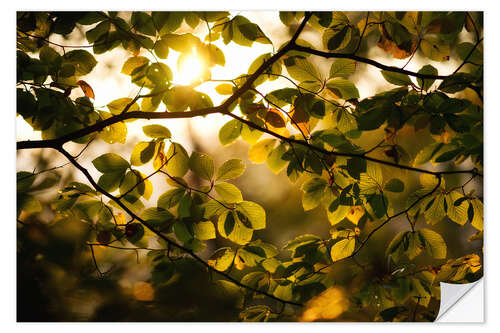 Sticker mural Sunlight beams through the foliage in autumn