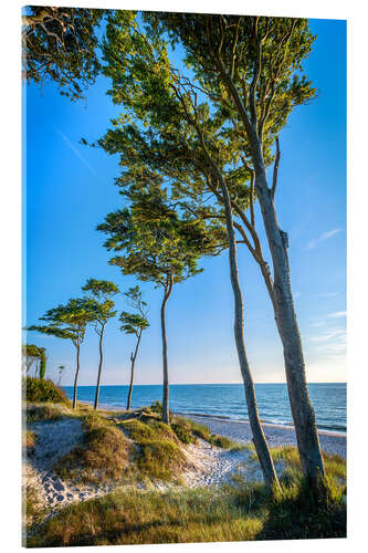 Acrylic print Baltic Sea Beach with Trees