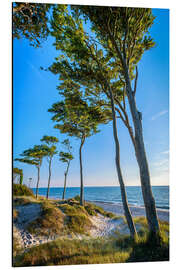 Aluminium print Baltic Sea Beach with Trees