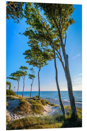 Foam board print Baltic Sea Beach with Trees