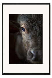 Gerahmter Kunstdruck Büffelkalb im Portrait