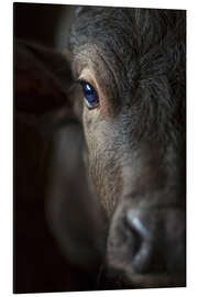 Magnettafel Büffelkalb im Portrait