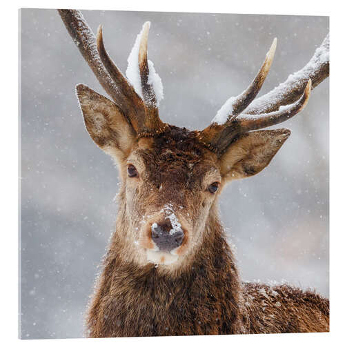 Acrylic print My winter face III
