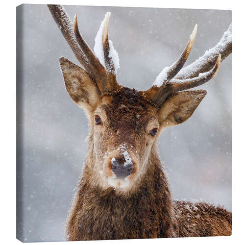 Canvas print My winter face III