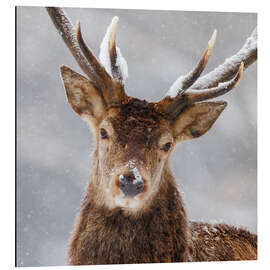 Magnettafel Mein Wintergesicht III