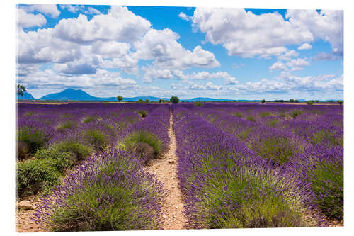 Quadro em acrílico Lavender field on the Plateau de Valensole in Provence
