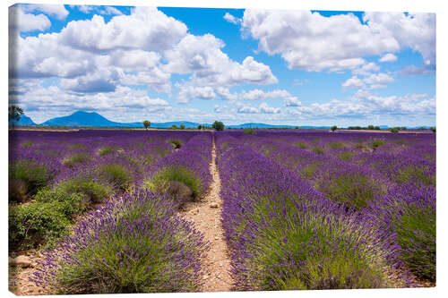 Canvas print Lavender field on the Plateau de Valensole in Provence