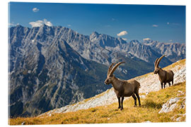 Akryylilasitaulu  Two Alpine Ibex in front of Mount Watzmann - Dieter Meyrl