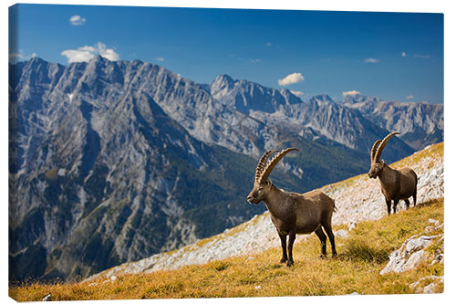 Canvas print Two Alpine Ibex in front of Mount Watzmann