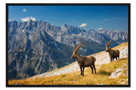 Gerahmter Kunstdruck Steinböcke im Nationalpark Berchtesgaden vor Watzmann