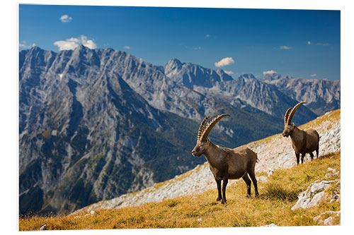 PVC-tavla Two Alpine Ibex in front of Mount Watzmann