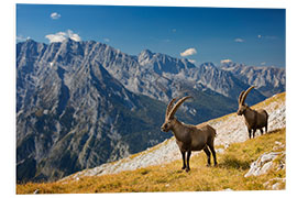 Foam board print Two Alpine Ibex in front of Mount Watzmann