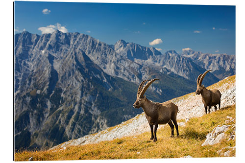 Galleriprint Two Alpine Ibex in front of Mount Watzmann