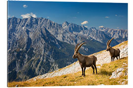 Gallery Print Steinböcke im Nationalpark Berchtesgaden vor Watzmann